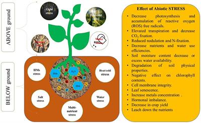 Potential Role of Plant Growth Regulators in Administering Crucial Processes Against Abiotic Stresses